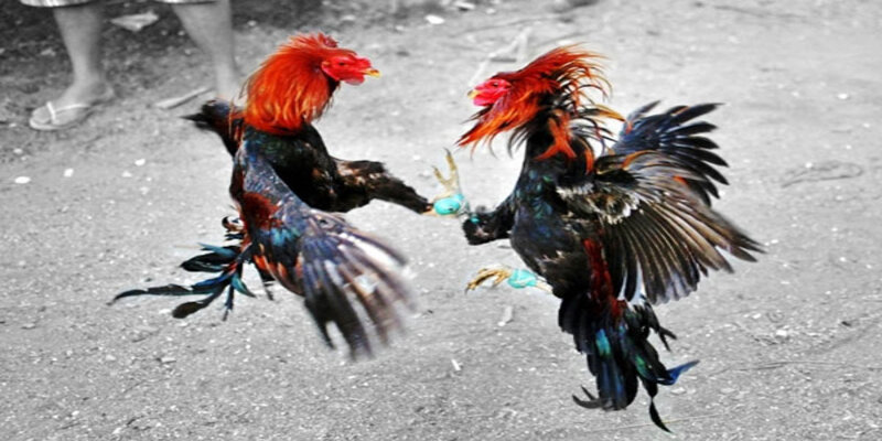 Sức hút của đá gà cựa sắt hấp dẫn người chơi và khán giả